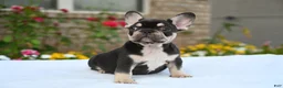 French Bulldog dogs for sale: Honey - Ad 4