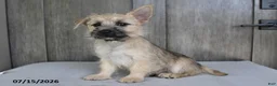 Cairn Terrier dogs for sale: Amber - Ad 5