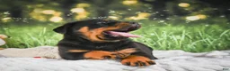 Rottweiler dogs for sale: Kane - Ad 2