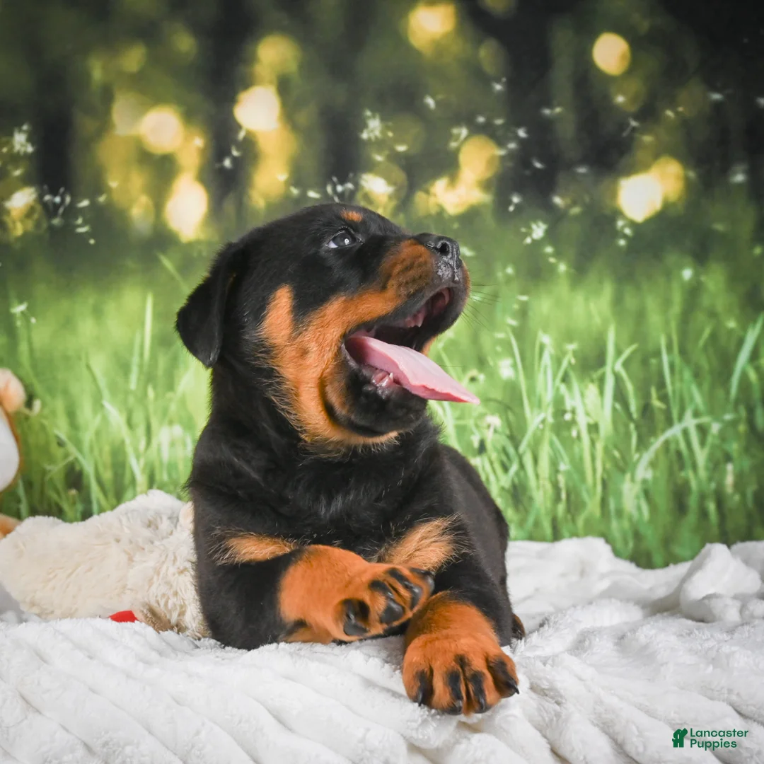 Rottweiler dogs for sale: Kane - Ad 2