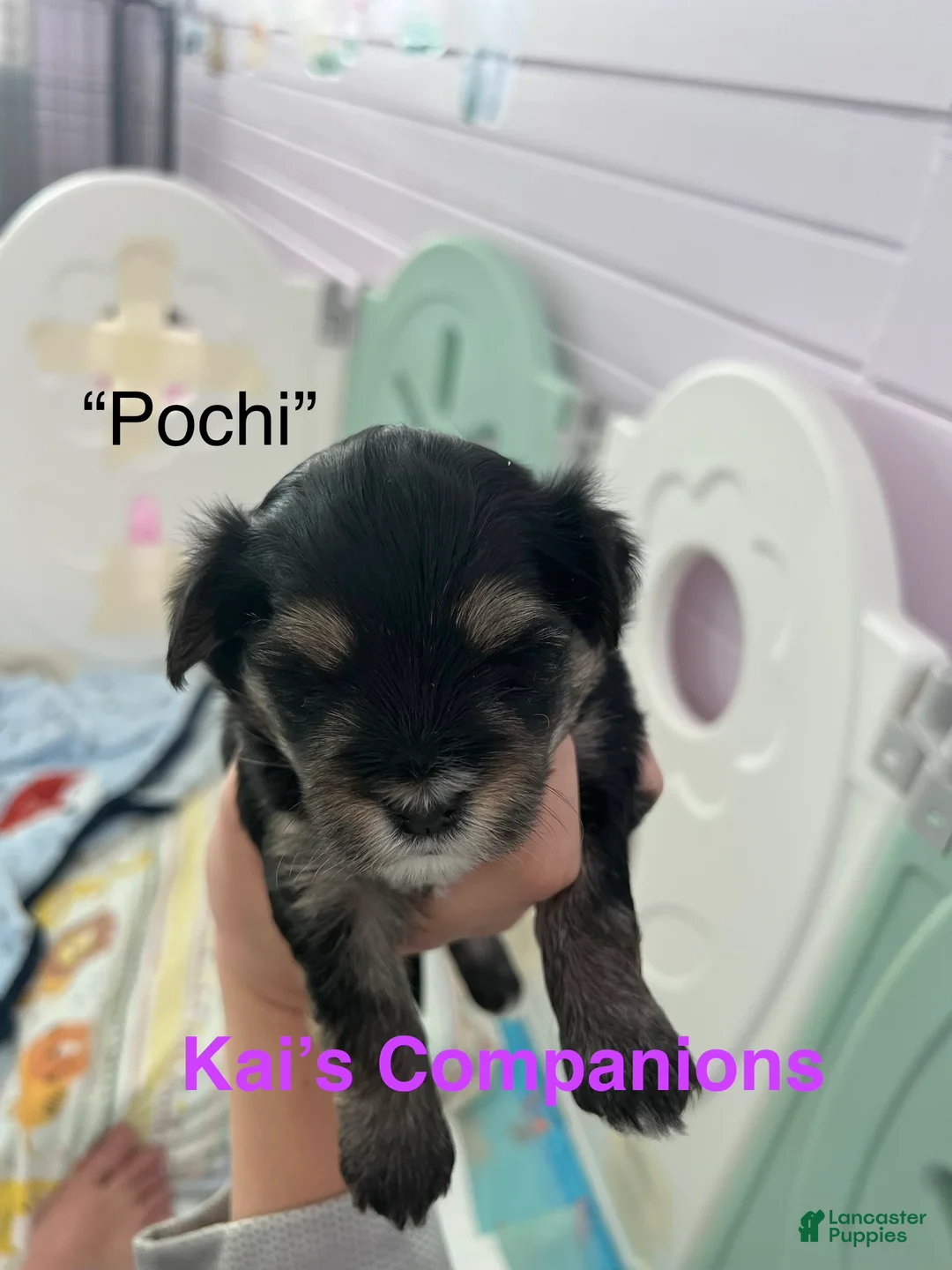 Morkie dogs for sale: Pochi - Ad 1
