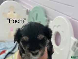 Morkie dogs Pochi - Ad 30