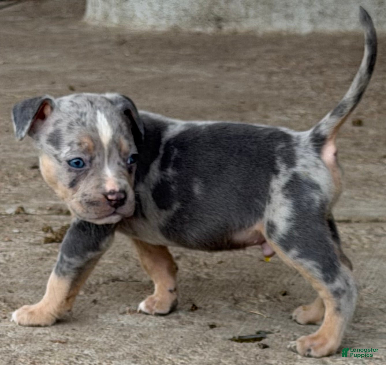 American Bully dogs American Bully Puppy 2 - Ad 1