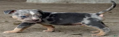 American Bully Puppy 2