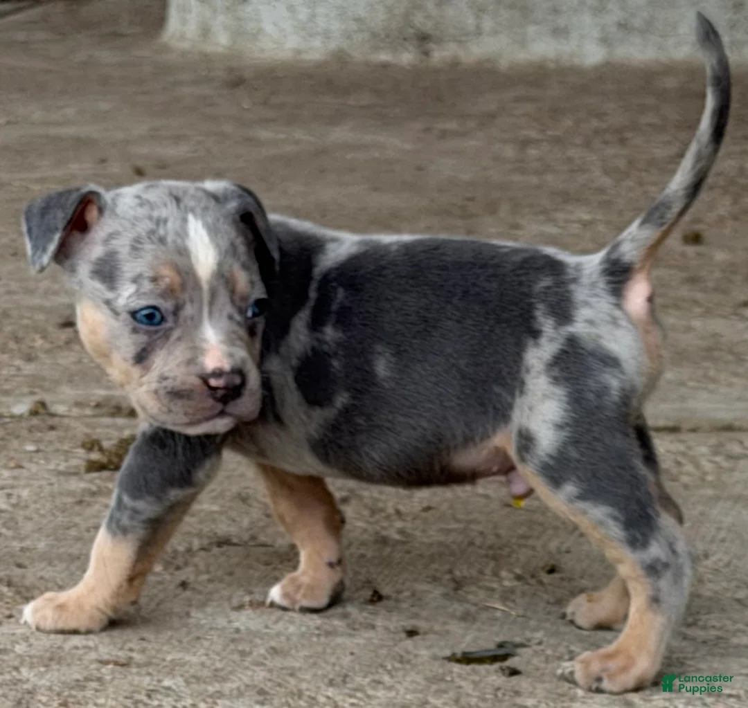 American Bully dogs for sale: American Bully Puppy 2 - Ad 1
