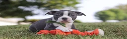Boston Terrier dogs for sale: Bradie - Ad 14