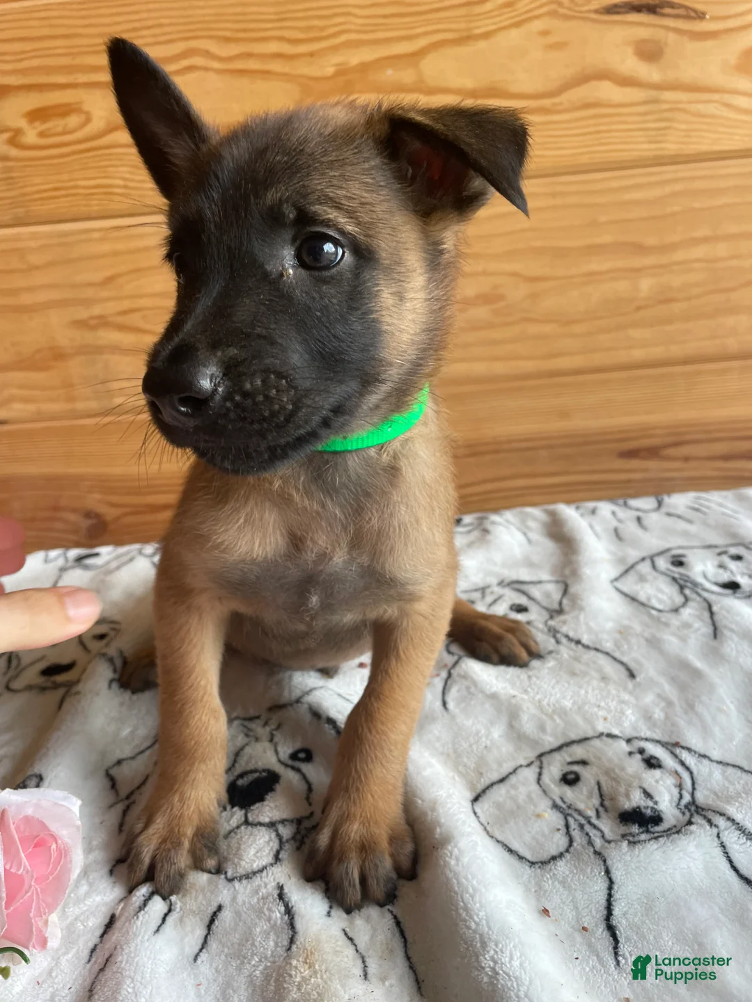Belgian Malinois dogs for sale: Major - Ad 2