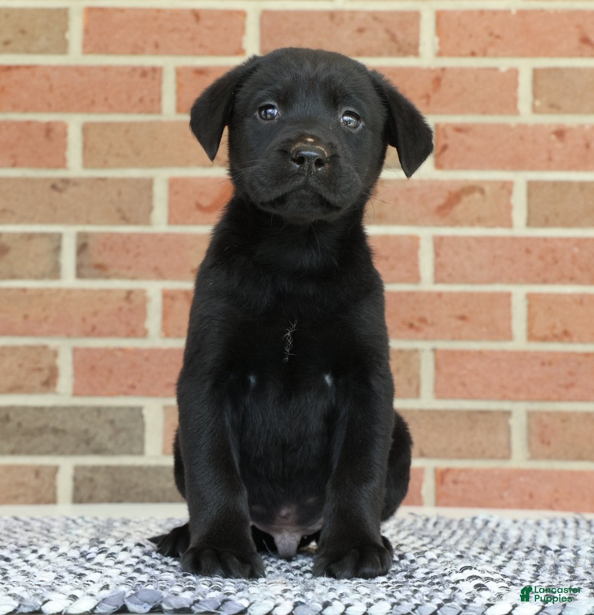Labrador Retriever dogs Benji - Ad 2