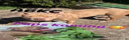 American Bully dogs for sale: American Bully 1 - Ad 4