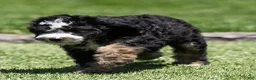 Bernedoodle dogs for sale: Banks Bernedoodle Puppy  - Ad 4