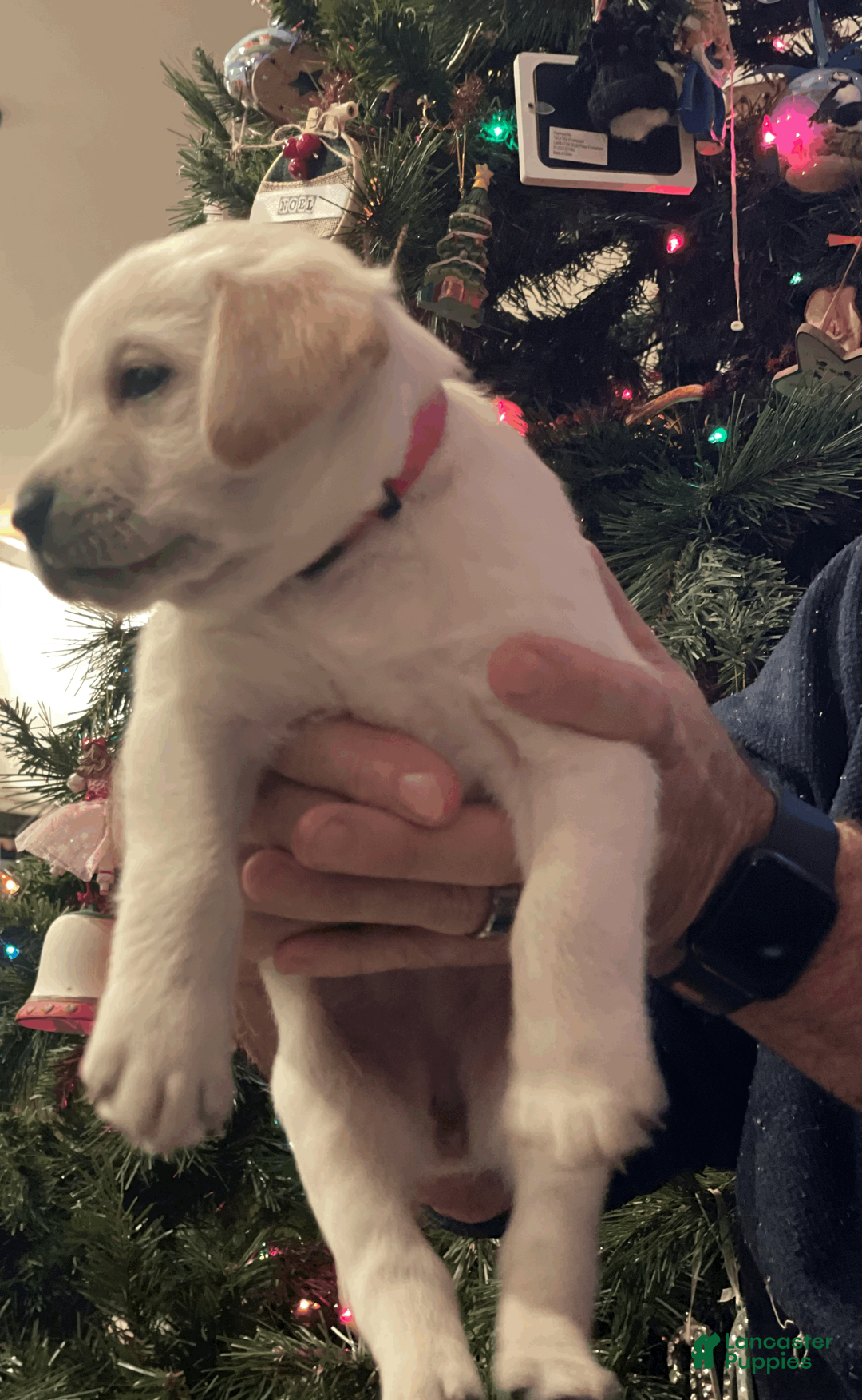 Labrador Retriever dogs for sale: Dix- Pink collar - Ad 1