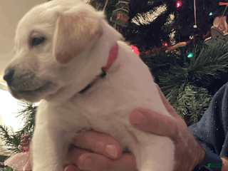 Labrador Retriever dogs Dix- Pink collar - Ad 11