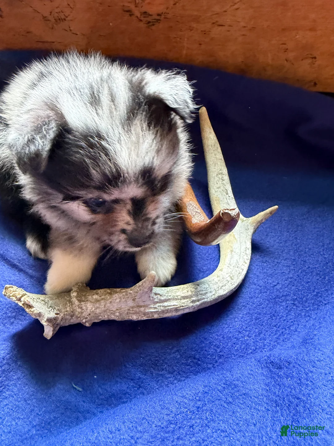 Pomeranian dogs for sale: Pomeranian 3 - Ad 4
