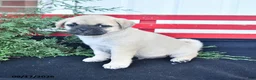Mixed Breed dogs for sale: Snowball - Ad 3