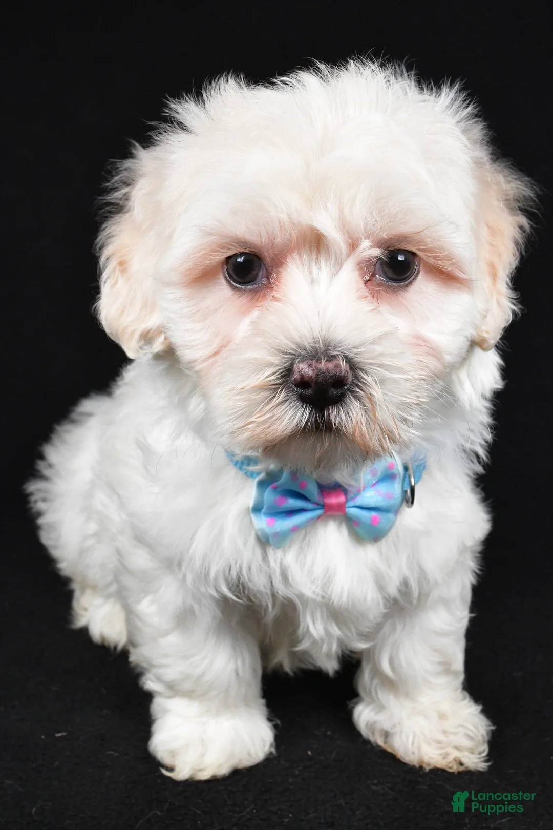 Maltipoo dogs for sale: Hank - Ad 7