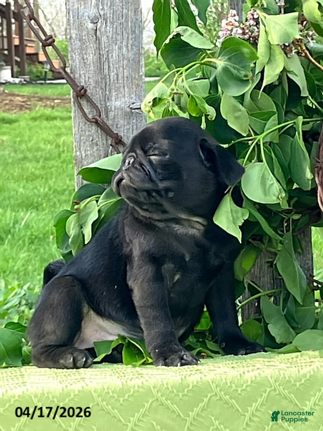 Pug dogs for sale: Lacy - Ad 4