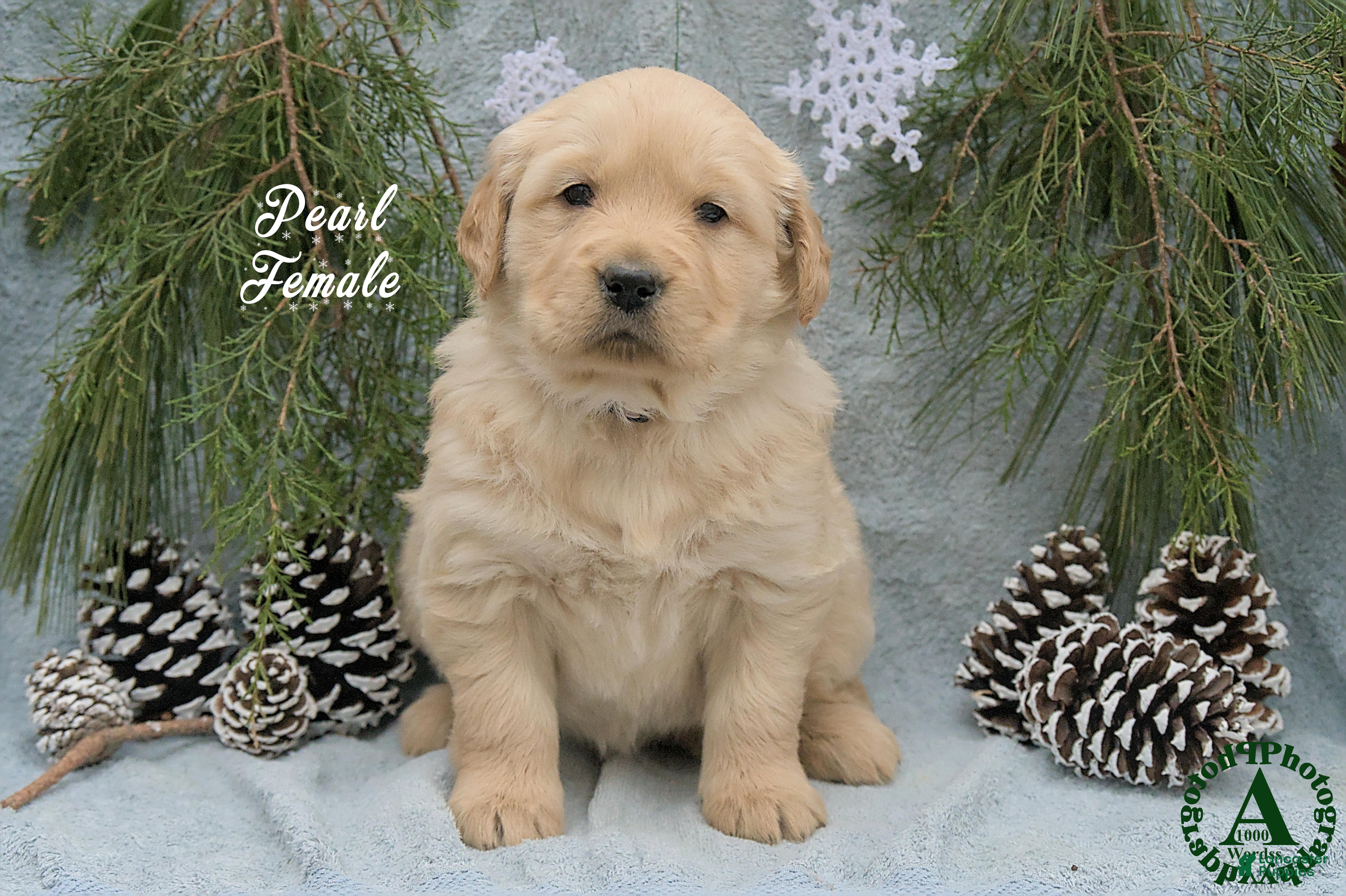 Golden Retriever dogs Pearl - Ad 1