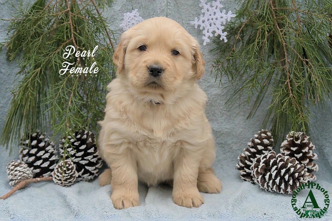 Golden Retriever dogs for sale: Pearl - Ad 1