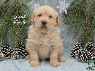 Golden Retriever dogs Pearl - Ad 1