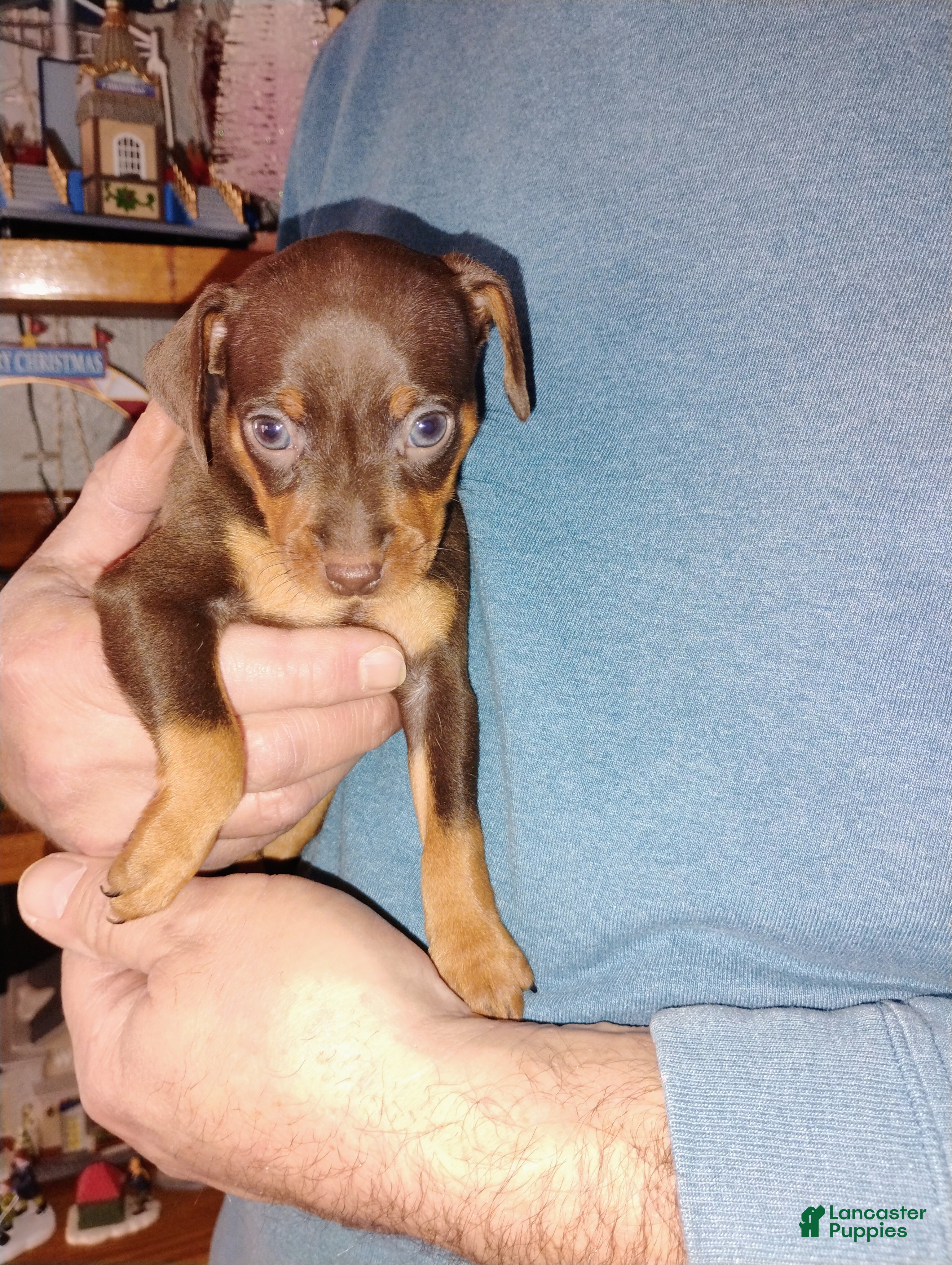 Miniature Pinscher dogs Ralph - Ad 1