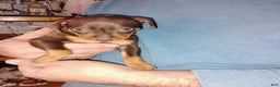 Miniature Pinscher dogs for sale: Ralph - Ad 1