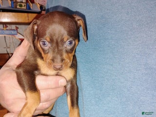 Miniature Pinscher dogs Ralph - Ad 5