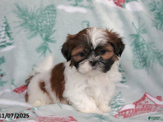Shih Tzu dogs - Ad 20