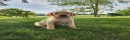 Labrador Retriever dogs for sale: Lucy - Ad 4