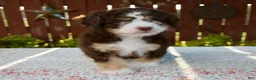Mini Bernedoodle dogs for sale: Nicole - Ad 4