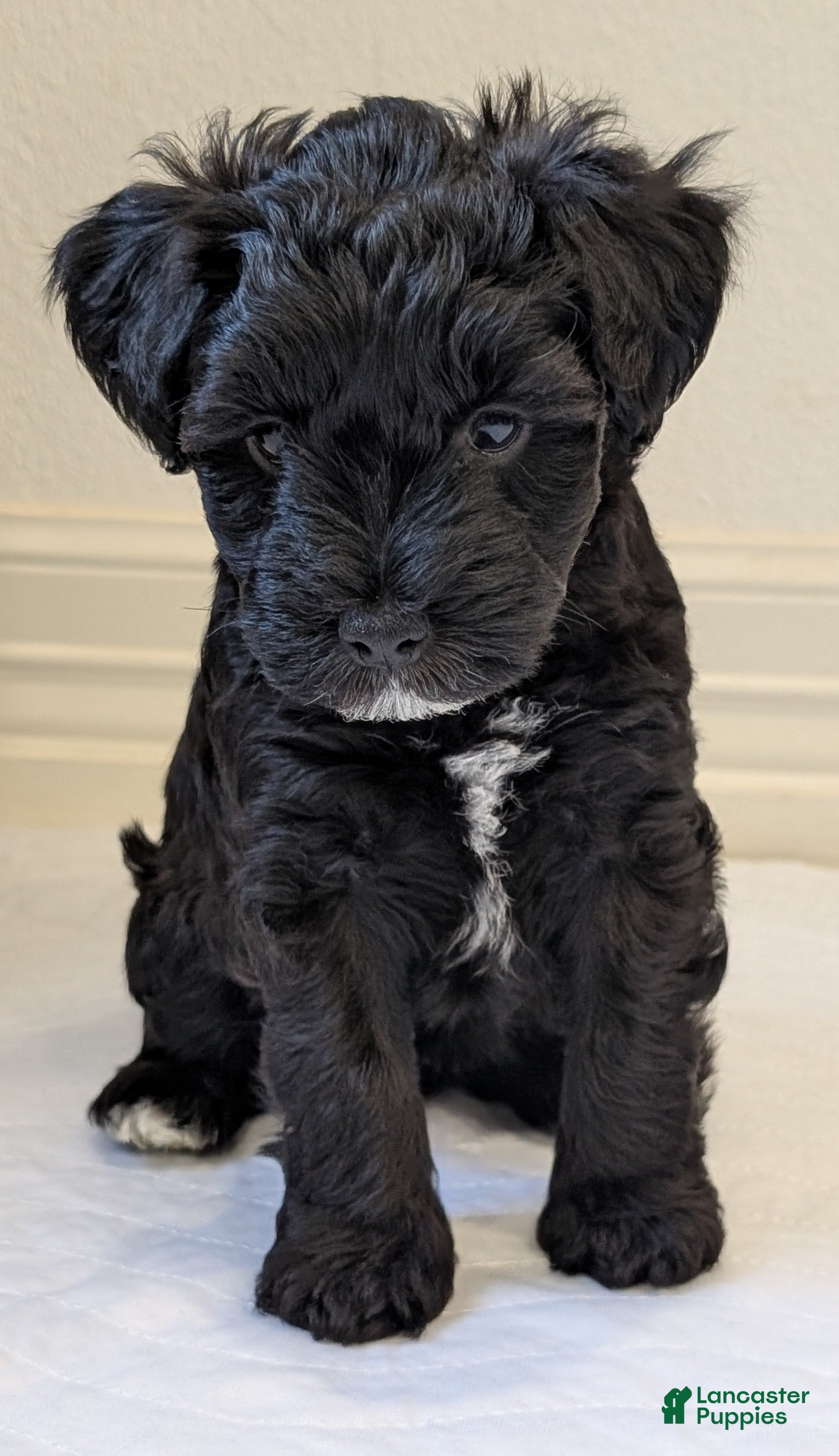 Miniature Schnauzer dogs Oreo - F - Ad 1