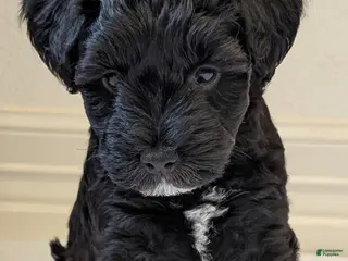 Miniature Schnauzer dogs for sale: Oreo - F - Ad 4