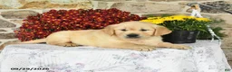 Golden Retriever dogs for sale: Blizzard - Ad 3