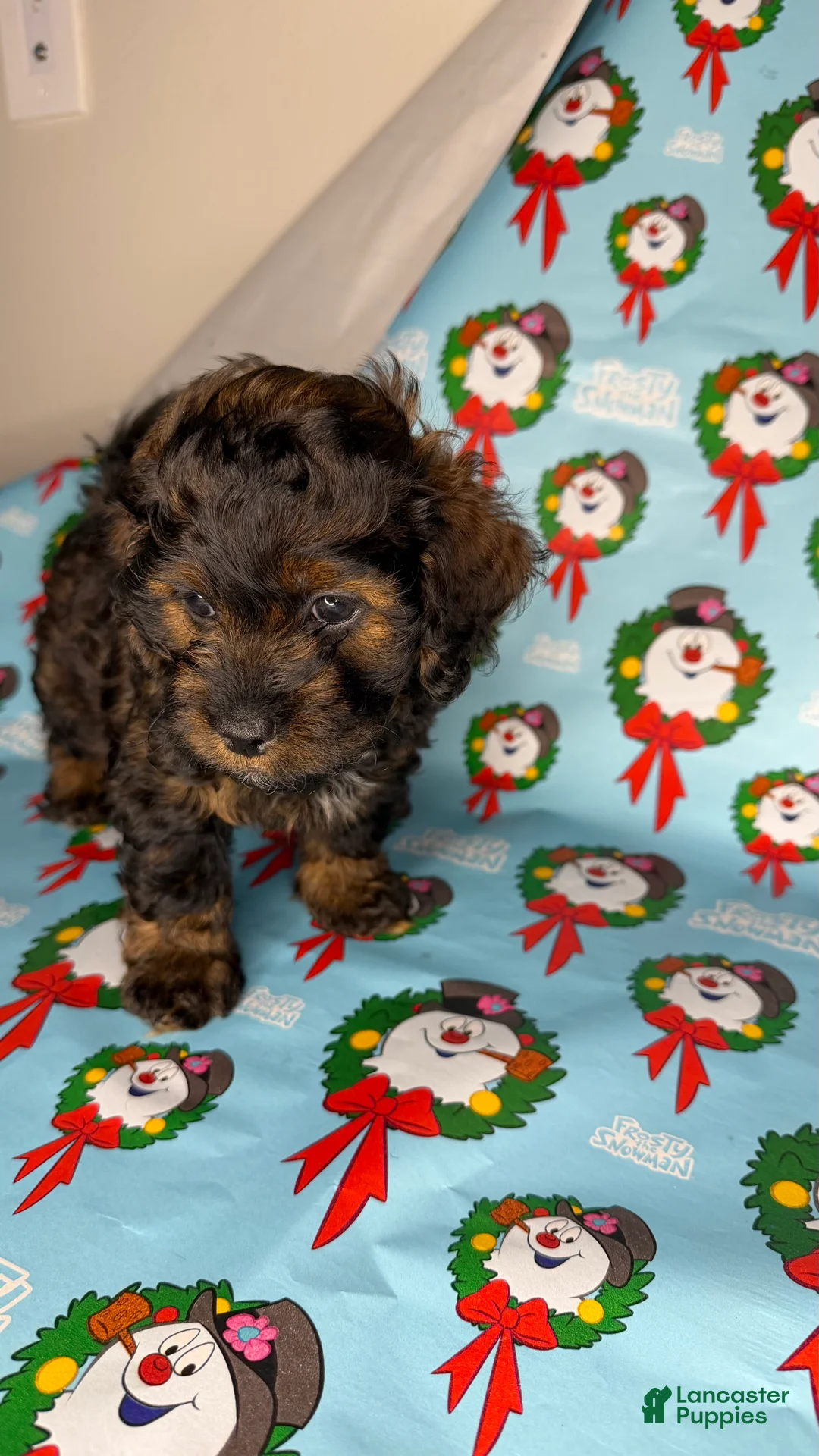 Shihpoo dogs for sale: st peter - Ad 2