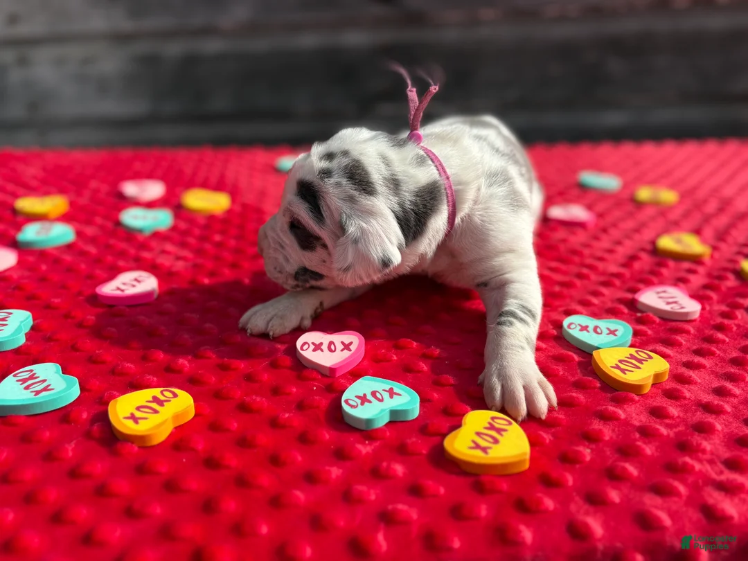 Great Dane dogs for sale: Great Dane - Purple - Ad 4