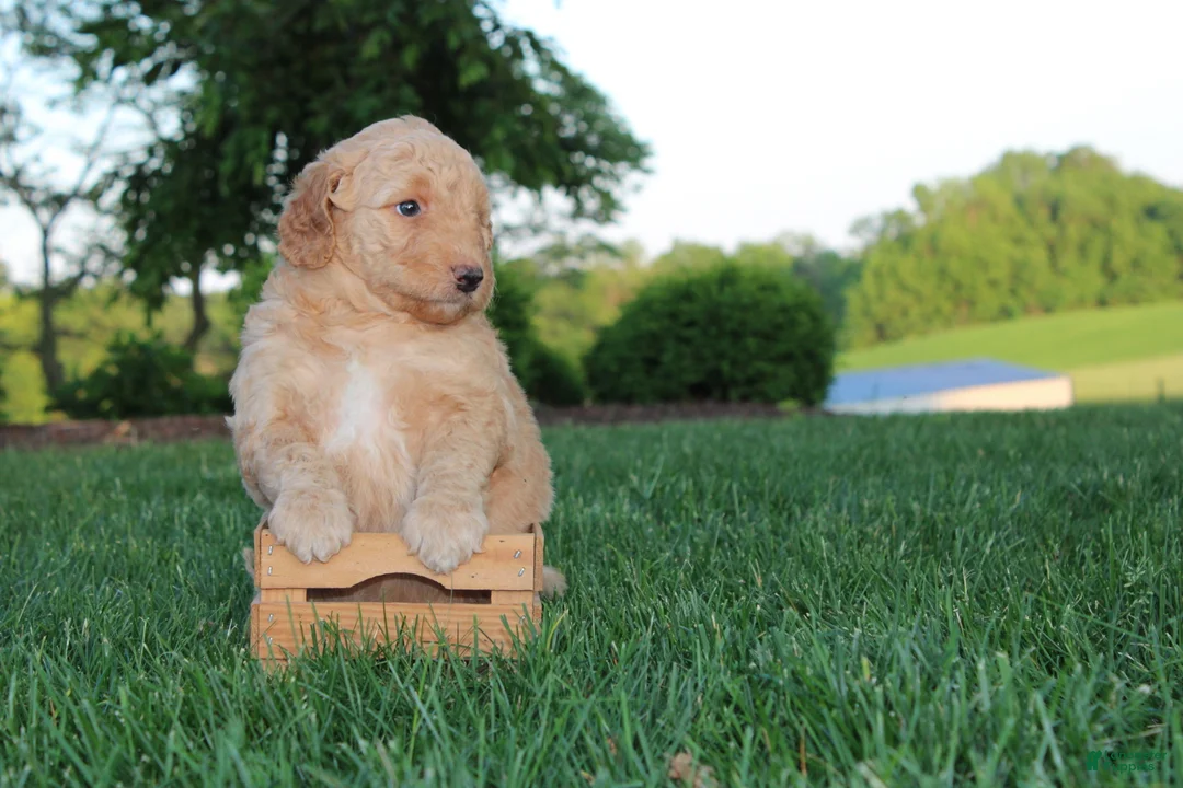 Mini Goldendoodle dogs for sale: Sadie - Ad 2