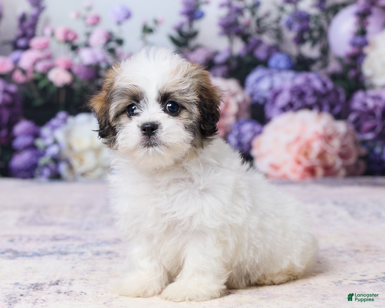 Teddy Bear dogs Sadie - Ad 2