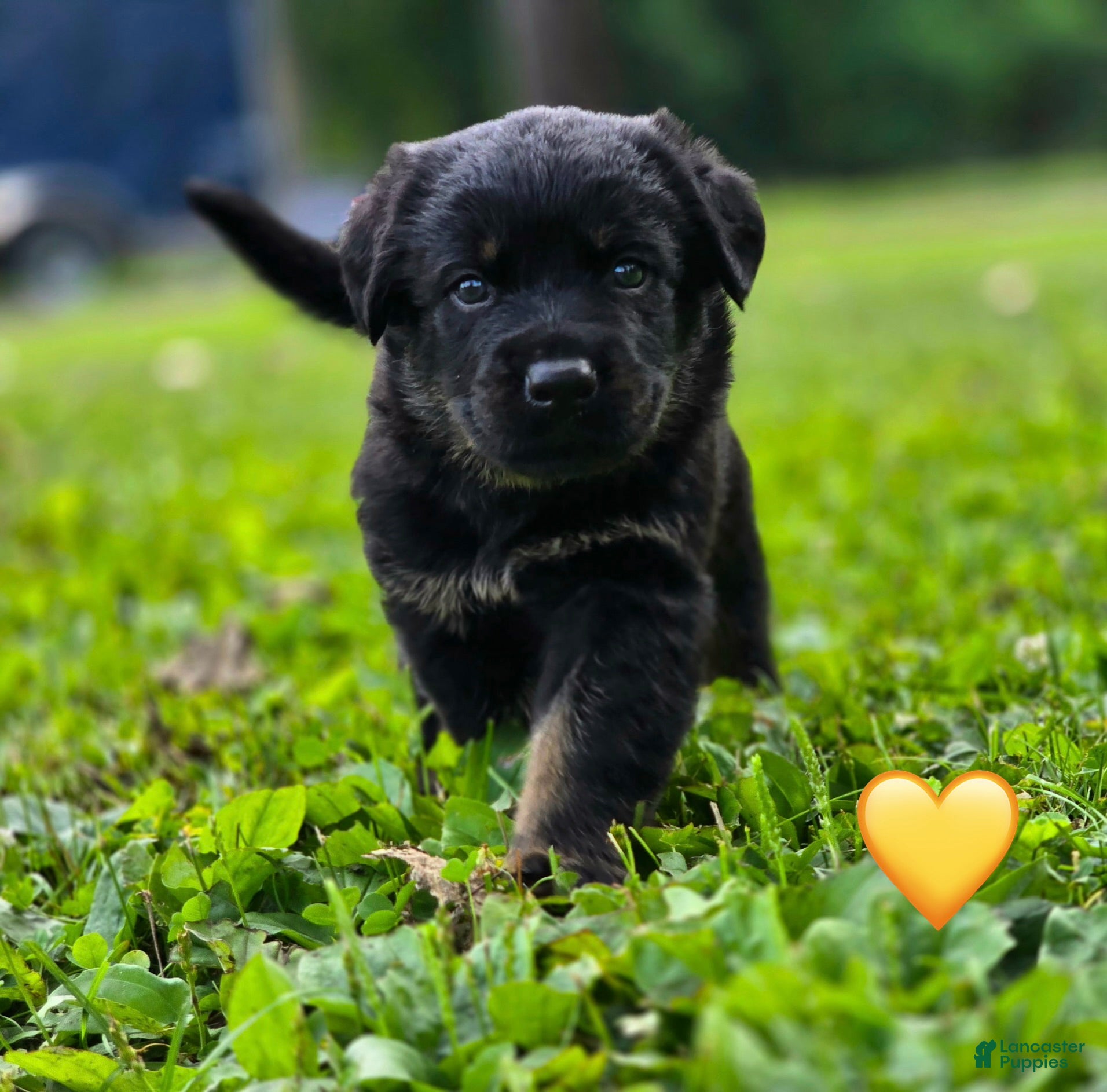 Mixed Breed dogs Apollo - Ad 9