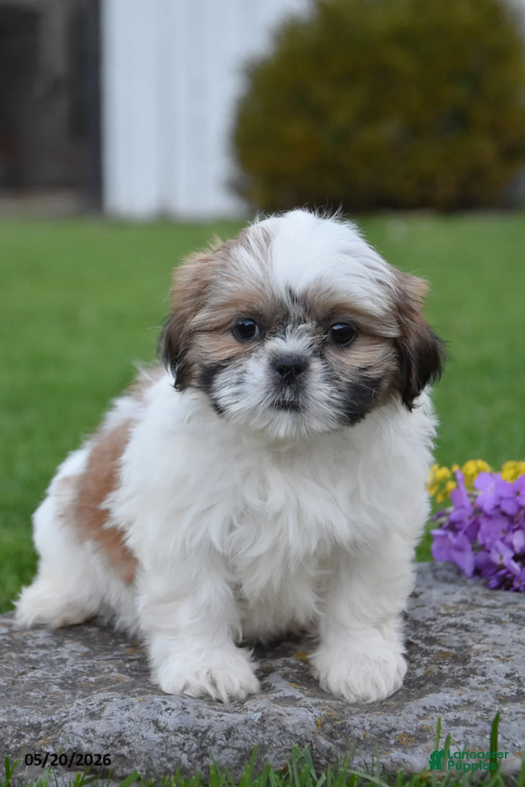 Shih Tzu dogs for sale: Ginger - Ad 1