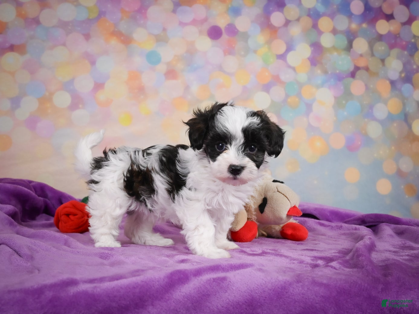 Maltipoo dogs for sale: Trixie - Ad 1