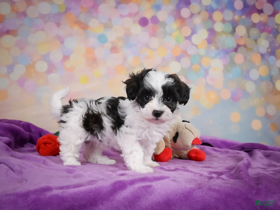 Maltipoo dogs for sale: Trixie - Ad 1