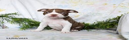 Boston Terrier dogs for sale: Benny - Ad 1