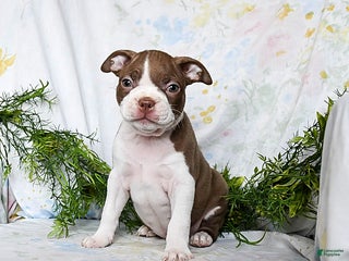 Boston Terrier dogs Benny - Ad 23