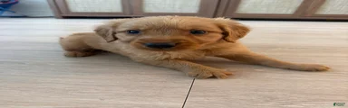 Golden Retriever Puppy 1