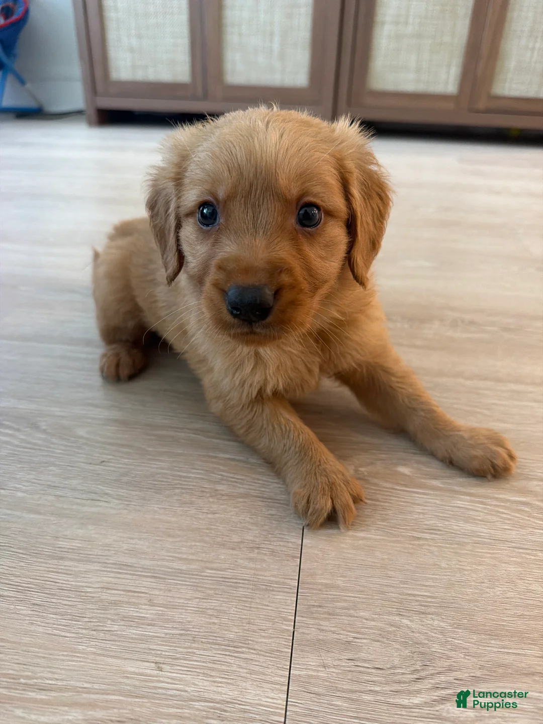 Golden Retriever dogs for sale: Golden Retriever Puppy 1 - Ad 1