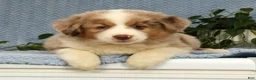 Miniature Australian Shepherd dogs for sale: Roxy - Ad 3