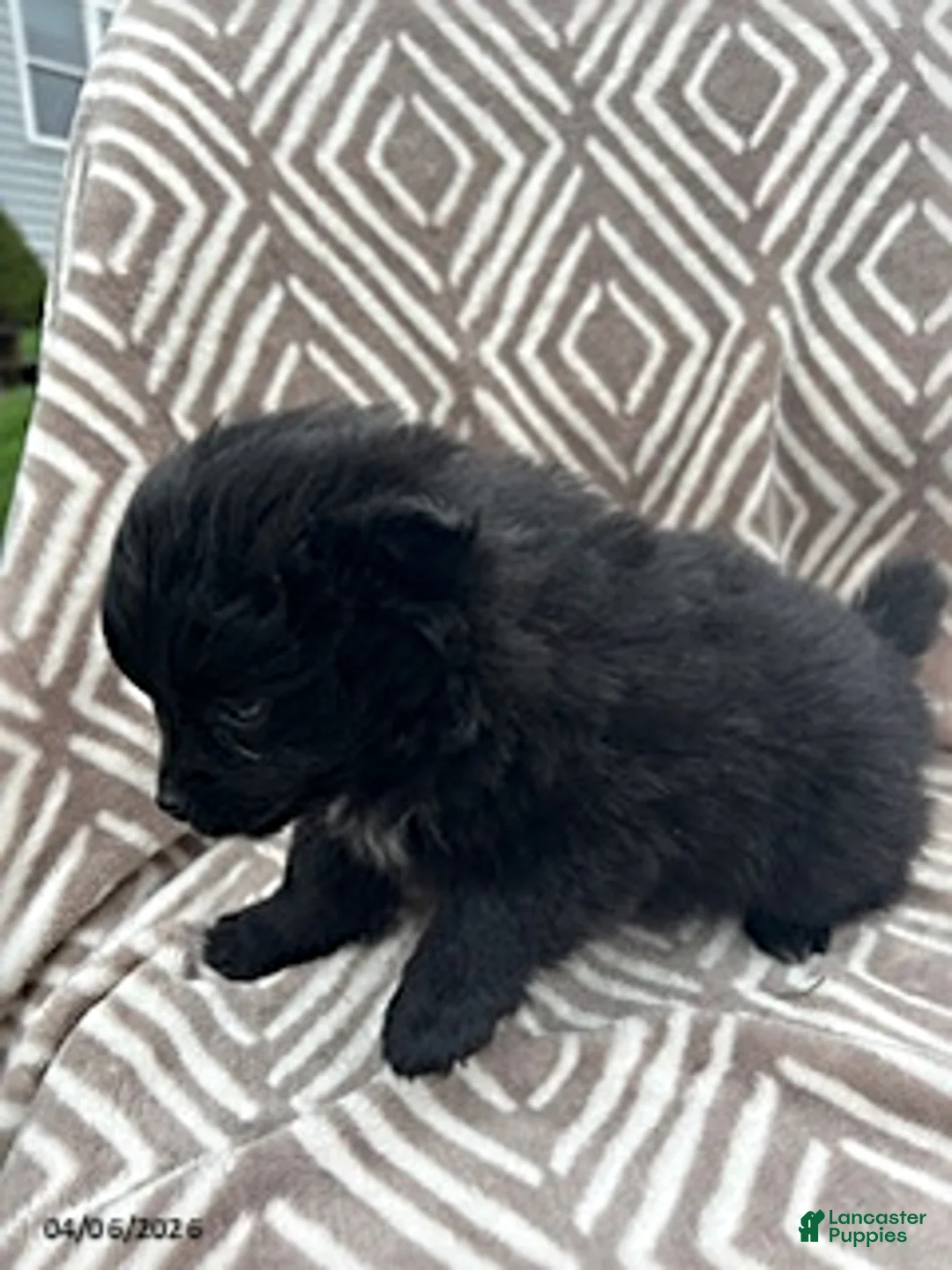 Pomeranian dogs for sale: Charcoal - Ad 3