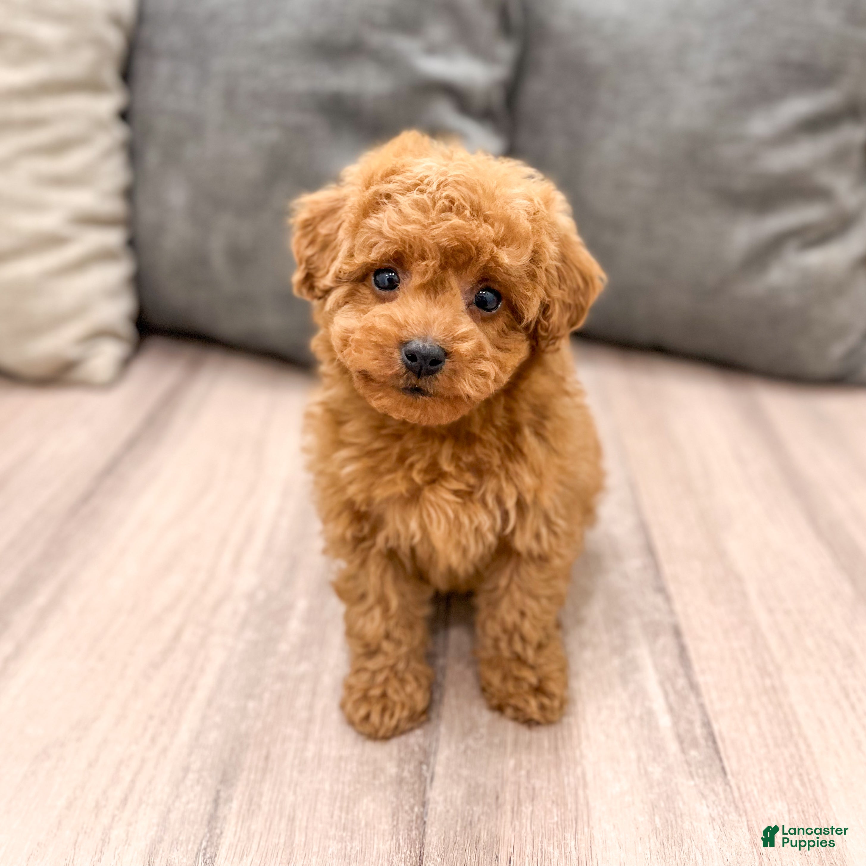 Miniature Poodle dogs Rory - Ad 1