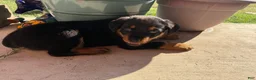 Rottweiler dogs for sale: Rottweiler 4 red collar - Ad 3