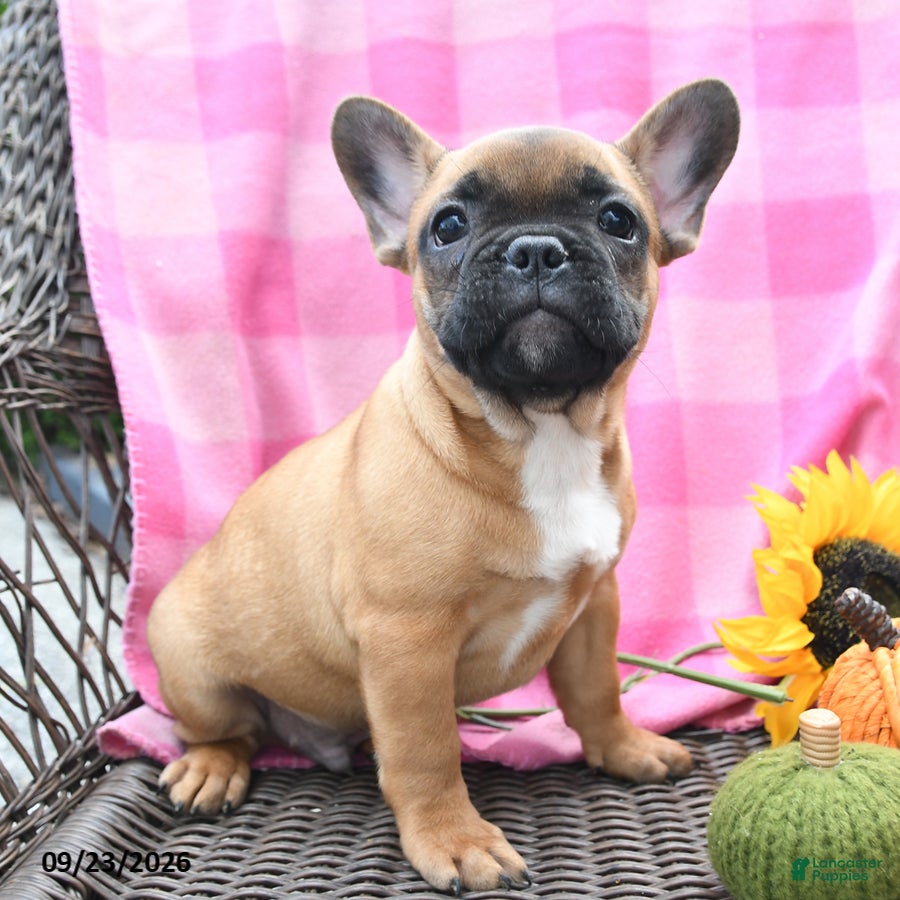 French Bulldog dogs Kieran - Ad 1
