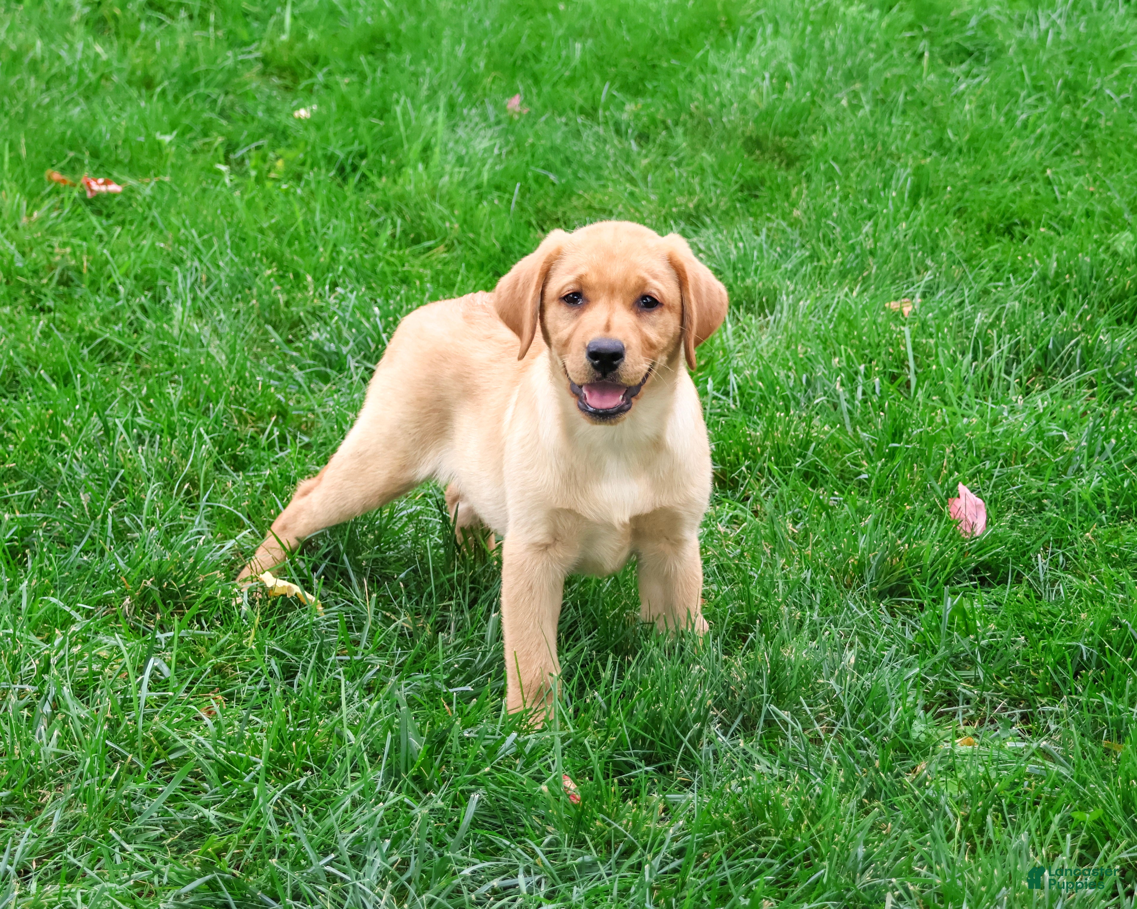 Labrador Retriever dogs Constance - Ad 1